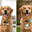 Dog with smart pet tag in a comparison with microchip identification
